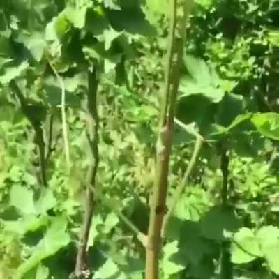? The giant stick insect is the longest insect on earth, about half a metre long.