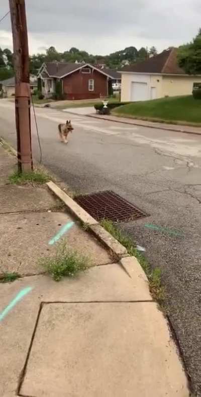 good boye