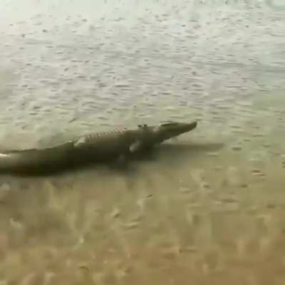 ? Crocodile ?