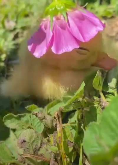 Sleepy duckling ?