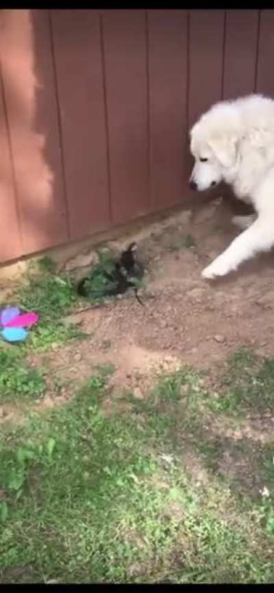 Dog throws snake at owner in Tennessee