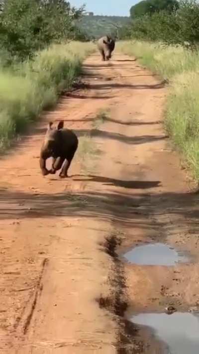 ? A happy baby rhino.