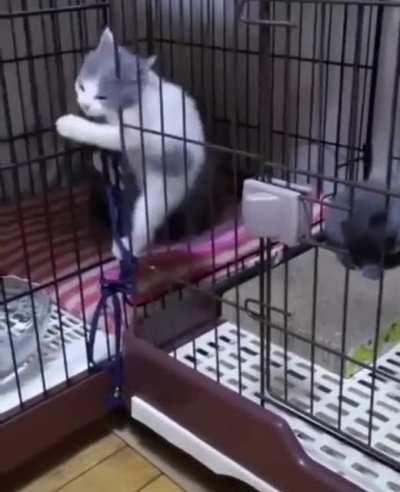 Liquids escape from a cage