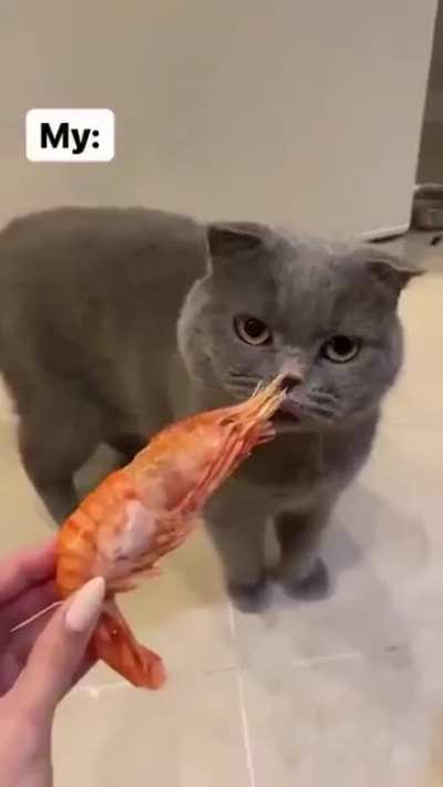 Cat reacts to fresh shrimp