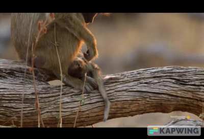 ? Male Baboons comforting their friend after his baby brother's death.