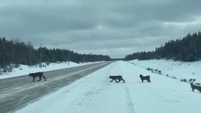? Large lynx family crossing the road in Manitoba ?