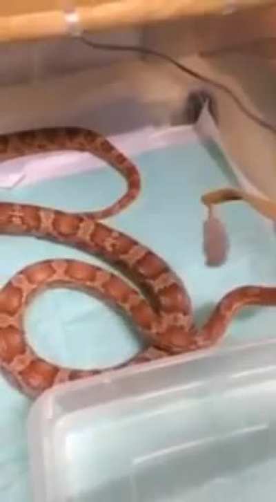 Snake Boxing?