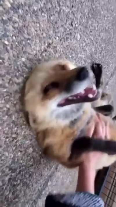 Contagious Fox laughter ? (Video from “Safe a fox” YouTube channel)