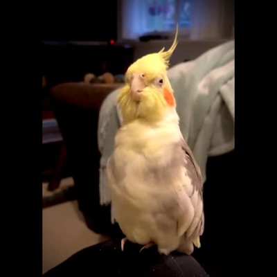 An opera-singing cockatiel