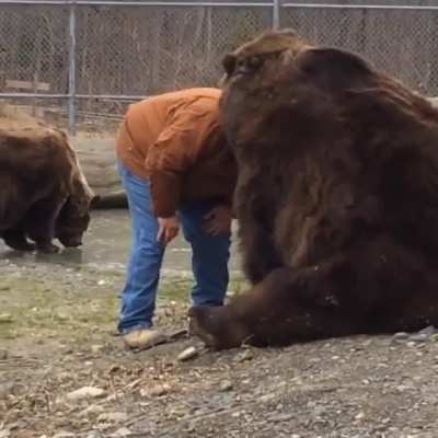 Bear Love