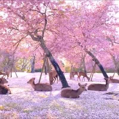 ? A herd of deer relaxing by cherry blossom trees in Nara, Japan ?