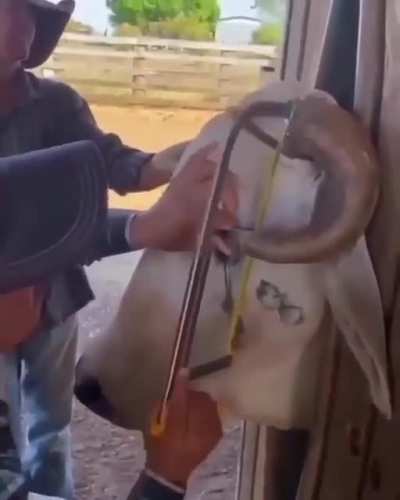 Bull saved from a deformed horn?