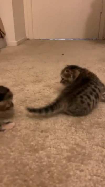 Kitten meows ?