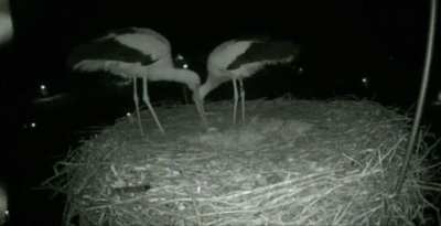 ? Storks celebrating the birth of their child