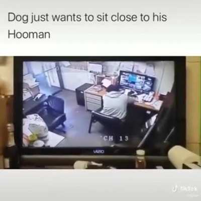 Wholesom doggo