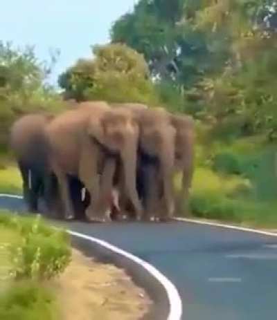 ? Security of the baby elephant