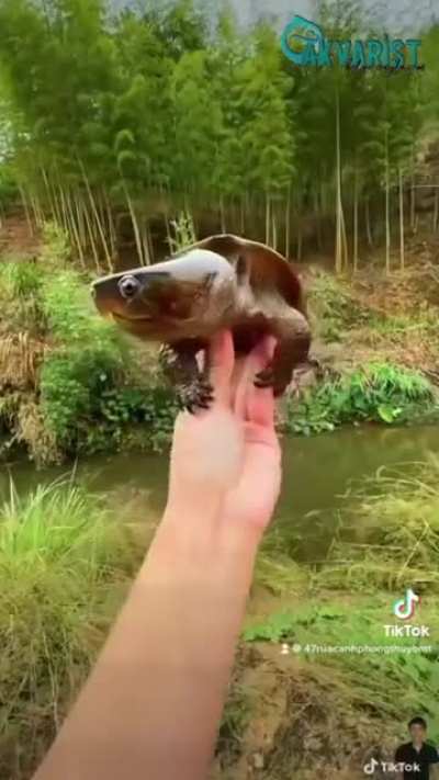 ? Platysternon megacephalum (or big headed turtle) is a very odd-shaped turtle with a huge head and a long tail that is almost the same size as its body. ?