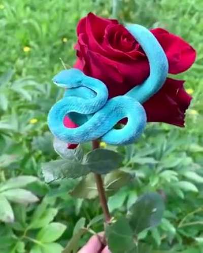 The Serpent in the Garden