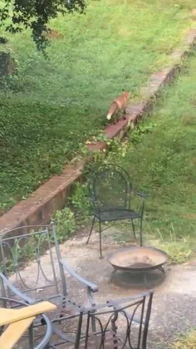 “I can not believe it just did that!” ? A fox takes a dump in my gf’s parents birdbath then dips