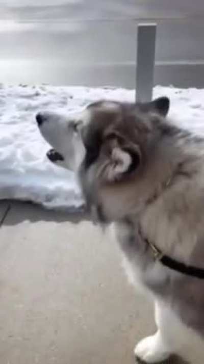 He’s so proud of himself
