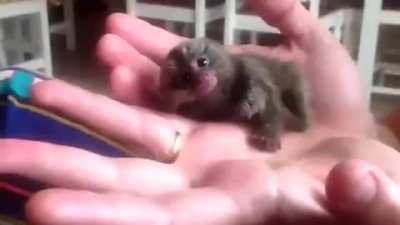 ? The most adorable monkey in the world.