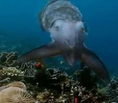 ? When camouflage fails, the cuttlefish catches its prey by using hypnosis