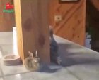 Derping a bunny