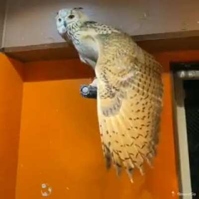 ? Wing width of this owl
