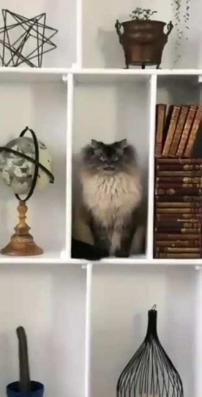 The statue ?
