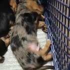 Puppy hugs her sibling after realising he’s having a bad dream