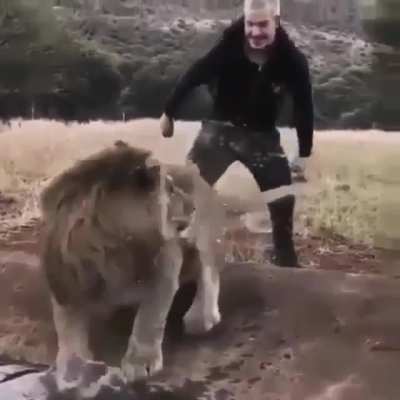 Lion's all "AGAIN! Man, fuck this guy. "
