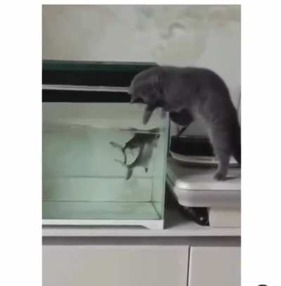 dangerous fish