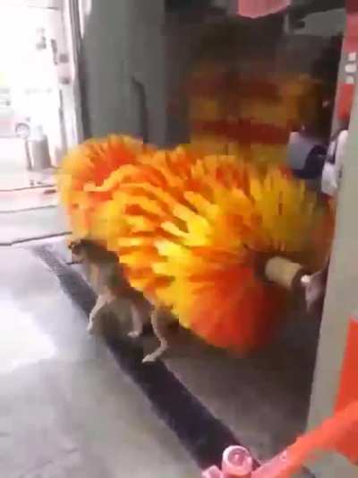 A dog from the car wash