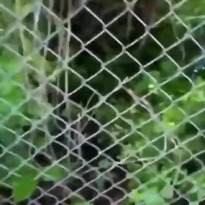 ? Was not aware alligators could climb fences so well ?