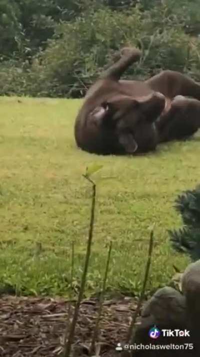 Cute bear..
