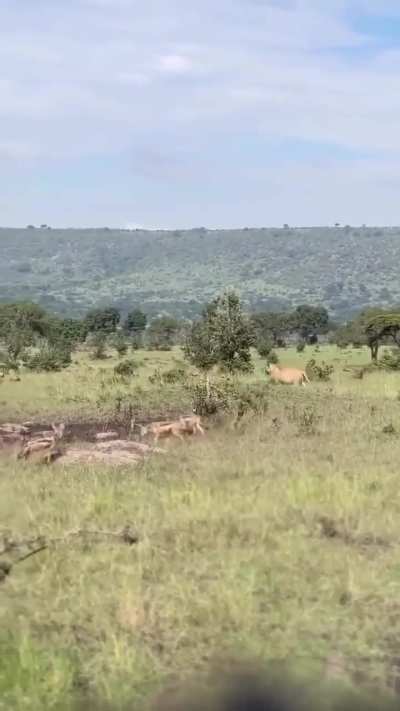 ? Large hyena clan steals lionesses' meal, eating right in front of the cats. At the mere sight of a large approaching male, they flee