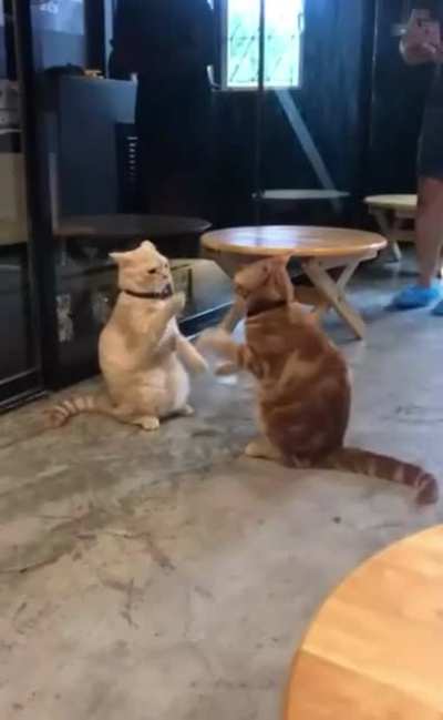 Hey Bob. Wanna act like a cat?