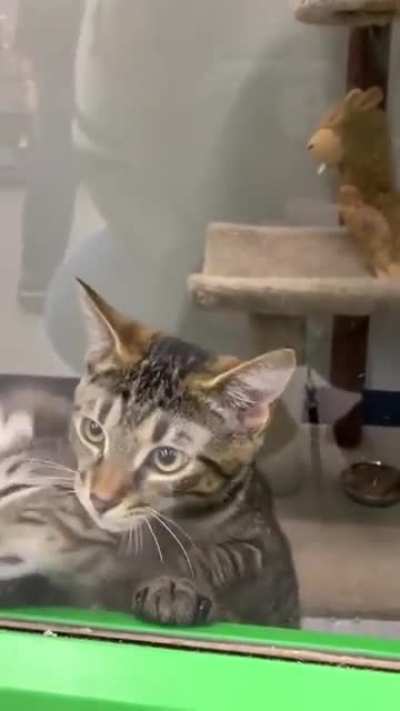 Kittens excited to be "the chosen"