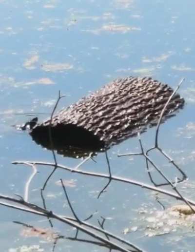 ? These turtles versus a log ?
