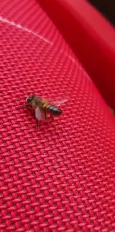 this bee's got talent ?