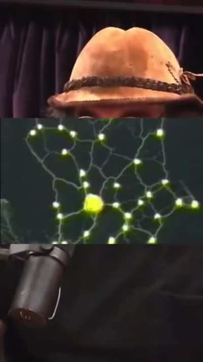 Slime mold used to organize Japan’s Train network ??