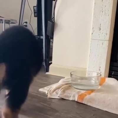 Good boi still hasn't quite figured out the whole "drinking water" thing