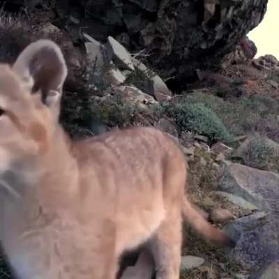 ? Young puma checking out a trail cam ?