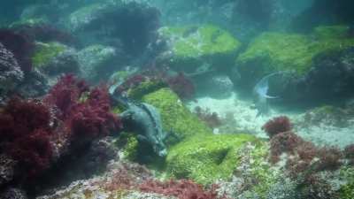 ?Galapagos Marine Iguana' daily routine.