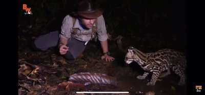 Startled ocelot