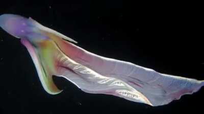 ? This is a female Blanket Octopus, which has the largest gender disparity in the world. Males are typically about an inch long, while females get as large as 6 feet (2 m). It's called the Blanket Octopus due to the webbing in between it's tentacles.