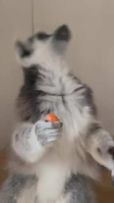 ? A lemur enjoying his carrot ?