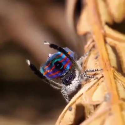 ? Peacock Spider's Dance ?