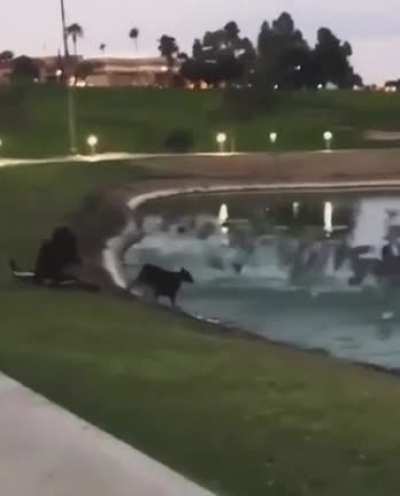 Get the ducks!