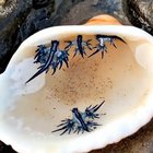 ? These incredible creatures are a type of Nudibranch known as the Blue glaucus